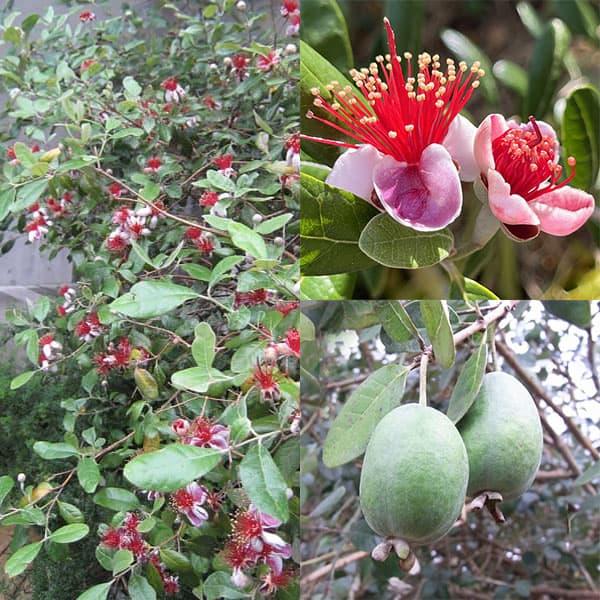 フェイジョアは南アメリカ原産の常緑広葉低木。花がグアバに似ていて果実はパイナップルの香りがするところから、パイナップルグアバともいわれます。耐寒性・耐暑性とも強く、国内の殆どの地域で果樹として、または花木として栽培されます。果実は表面が灰緑...