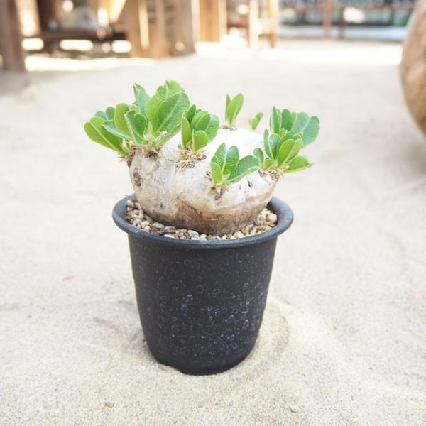 観葉植物 送料無料 パキポディウム 恵比寿笑い3号鉢植え 3 Supersport Tn