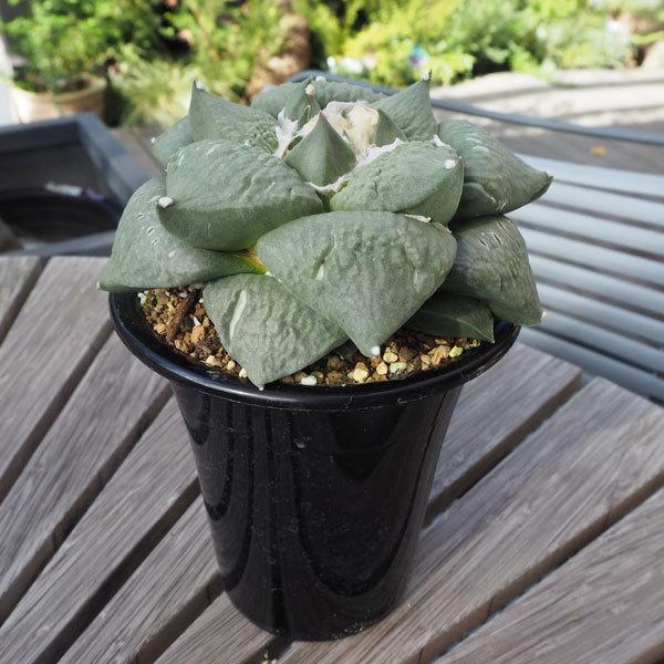 観葉植物 送料無料 サボテン 花牡丹直径14cm鉢植え 1 News4bharat Com