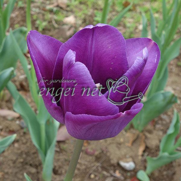 安い新潟産チューリップ 球根の通販商品を比較 ショッピング情報のオークファン