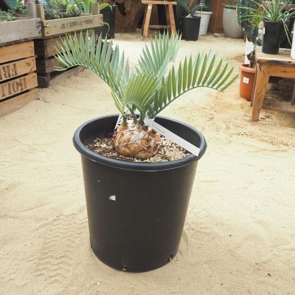 観葉植物 送料無料 エンセファラルトス レーマニー直径27cm鉢植え Www Mohmmadiyon Com