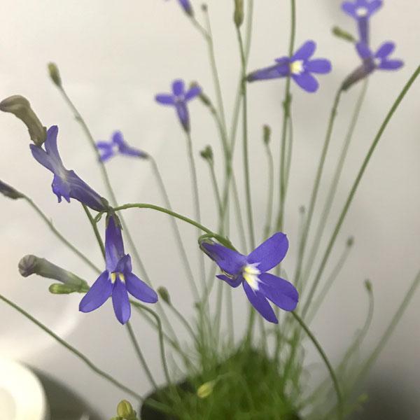 ロベリア 苗 みんな探してる人気モノ ロベリア 苗