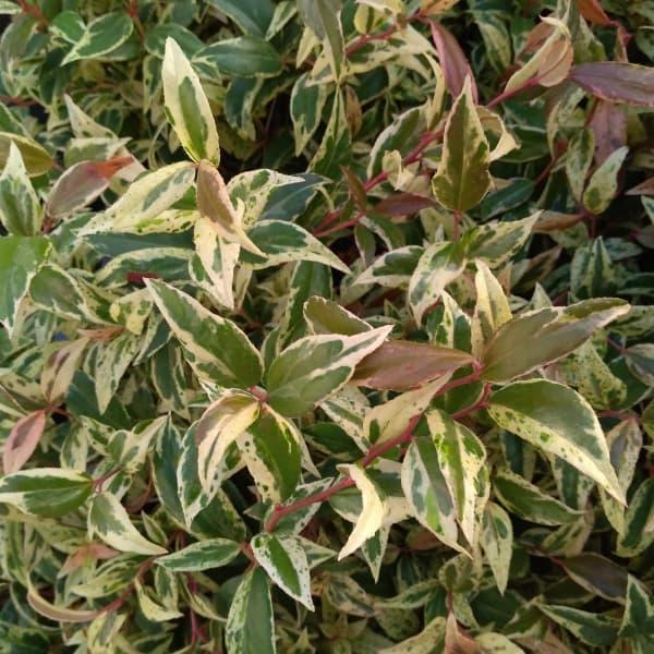 ★入荷から日数が経ったためセール価格となりました。商品の状態は画像と異なる場合があります。★西洋イワナンテンはつやのある葉が年間を通して美しく、グランドカバーとして利用される常緑低木です。アメリカイワナンテンとも呼ばれます。メルベイユは変化...