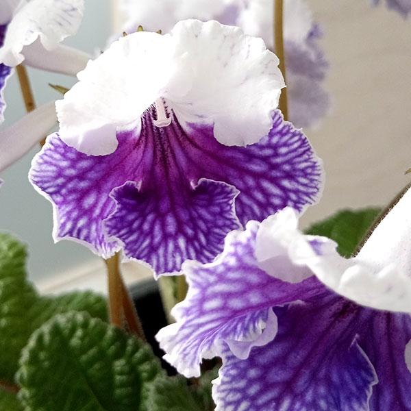 ストレプトカーパス ストレプトカーパス シャイン5号鉢植え : 園芸ネット - 通販 - Yahoo