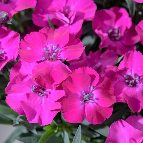 草花の苗 ナデシコ ミーテ グレープソルベ3号ポット R 園芸ネット 通販 Yahoo ショッピング