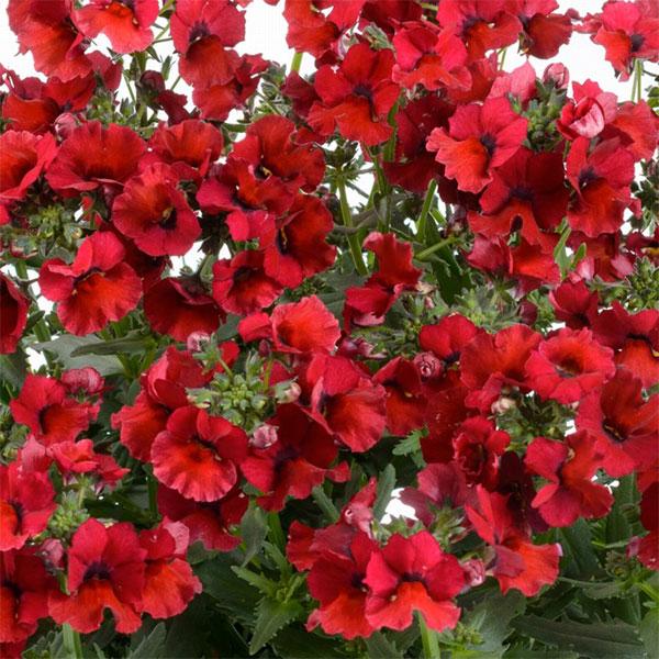 ★入荷から日数が経ったためセール価格となりました。商品の状態は画像と異なる場合があります。★ネシアシリーズは、通常のネメシアより大きな花弁で、人目をひくシックで印象的な花色が特徴的なネメシアのシリーズ。イスラエルを代表する切花と花壇用植物の...