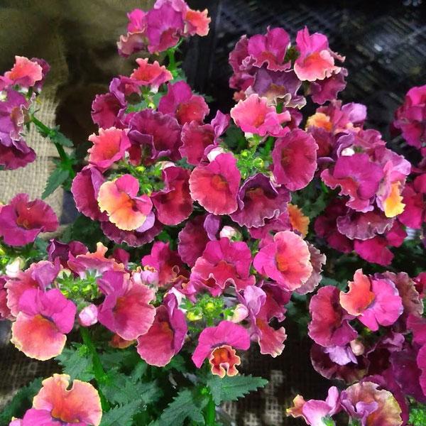 ★徒長しているため特価です★★入荷から日数が経ったためセール価格となりました。商品の状態は画像と異なる場合があります。★ネシアシリーズは、通常のネメシアより大きな花弁で、人目をひくシックで印象的な花色が特徴的なネメシアのシリーズ。イスラエル...