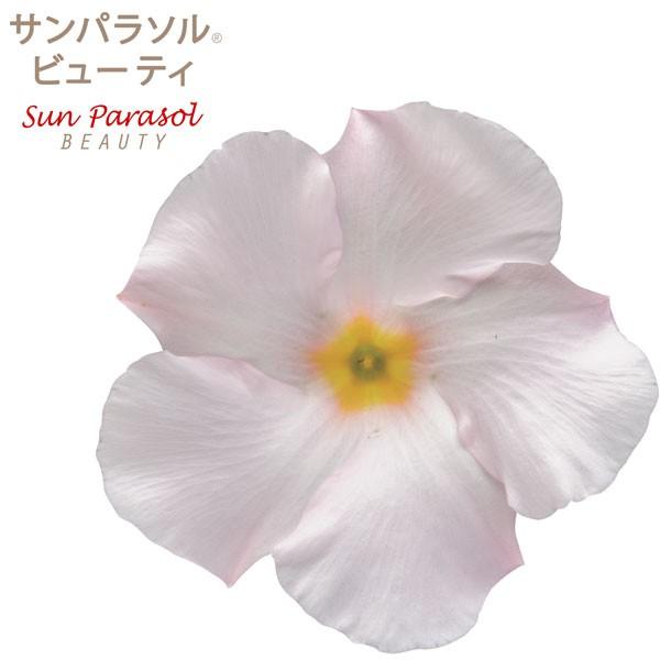 草花の苗 マンデビラ サンパラソルビューティパールホワイト3号ポット R 園芸ネット 通販 Yahoo ショッピング