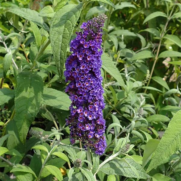 花木 庭木の苗 ブッドレア ブラックナイト5号鉢植え 164072 園芸ネット 通販 Yahoo ショッピング