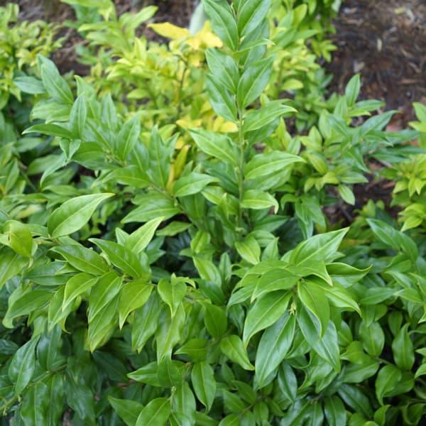 【ご注文】サルココッカ　大12株セット　苗 花木 庭木の苗/サルココッカ（普通種）5号ポット12株セット 送料