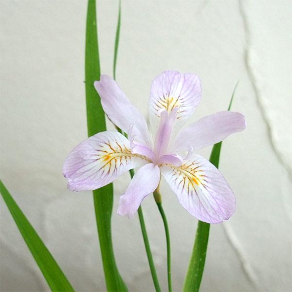 姫シャガは草丈が20〜30cmとごく小型で、桃紫のかわいい花を咲かせます。開花期は一般的なシャガよりも早く、4〜5月です。鉢植えのほか、和風庭園の下草や半日陰の場所のグランドカバーとしても利用できます。※詳しい商品説明は下のほうに記載があります