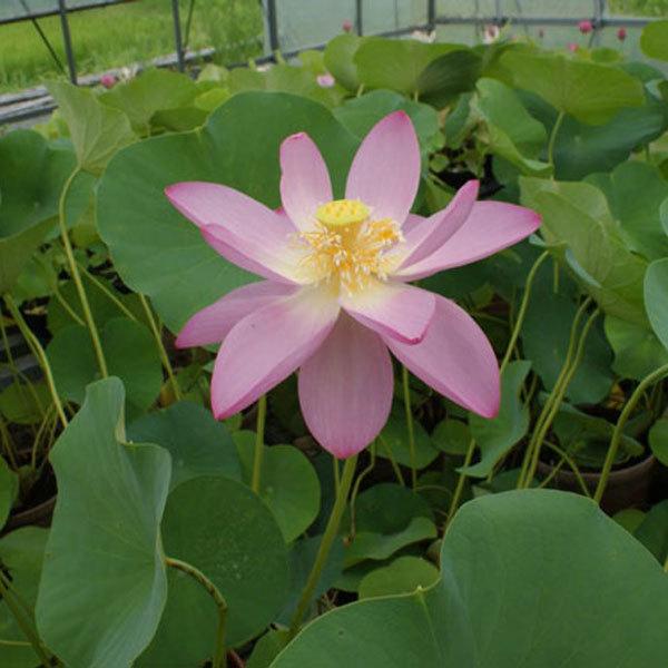 草花の苗 花はす レンコン丸 大賀ハス Buyee 日本代购平台 产品购物网站大全 Buyee一站式代购 Bot Online