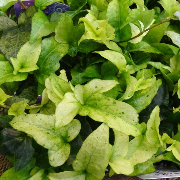 ★入荷から日数が経ったためセール価格となりました。商品の状態は画像と異なる場合があります。★ヘデラのオリジナル人気品種で注目の的！の広野園芸さん作出のパテント品種です。雪の踊子は新しく出てくる葉が明るいライムグリーン色となるきれいなヘデラ。...