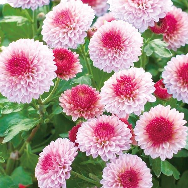 草花の苗 キク（菊） ポンポン菊ラブベリー2.5号ポット
