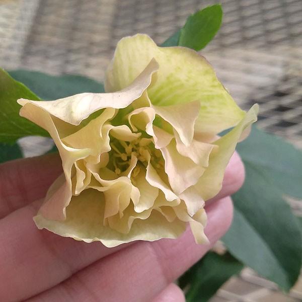 松村園芸さんのクリスマスローズ アプリコットダブル4 5号ロングポット 21 園芸ネット 通販 Yahoo ショッピング