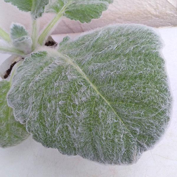 ふわふわの産毛が葉全体を覆い、銀白色に見えるサルビアです。花は初夏に花茎をぐんぐん伸ばしながら長さ３cm 程の白色の花を咲かせます。シルバーリーフとしての利用に魅力があります。※詳しい商品説明は下のほうに記載があります