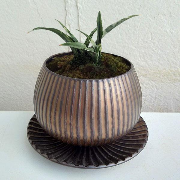 観葉植物 ギフトに 万年青 おもと 姫牡丹鉢植え ラピスボウル ブロンズ 皿付 園芸ネット 通販 Yahoo ショッピング