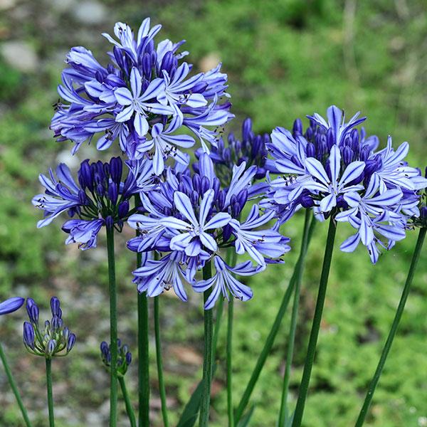 返品交換不可 アガパンサス 苗 バレンシア 1株 花苗 アガパンサスの苗 アガパンサスの花 6