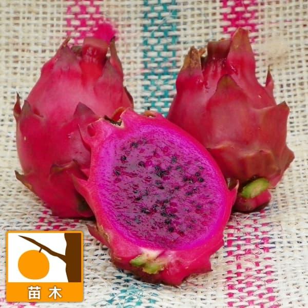 果樹の苗 ドラゴンフルーツ ブードゥー ギガランキングｊｐ