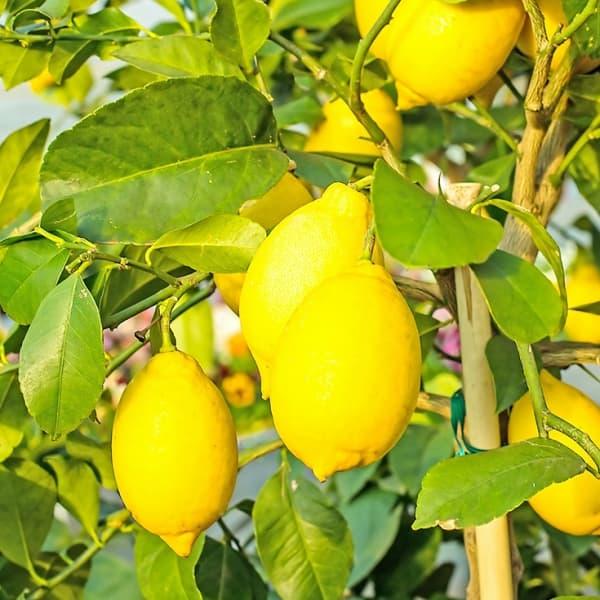 果樹の苗/レモン：瀬戸内レモン4号ポット : 園芸ネット - 通販