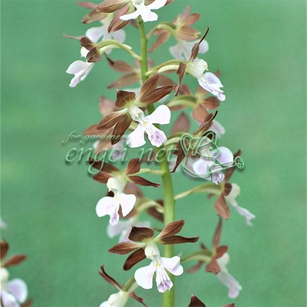 山野草の苗 エビネ ジエビネ 地えびね 3 5号ポット 園芸ネット 通販 Yahoo ショッピング