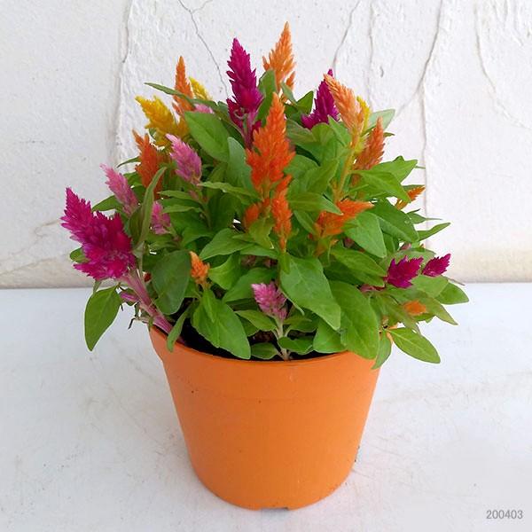 ケイトウ ハッピーキャンドル3 5号鉢植え Buyee Buyee Japanese Proxy Service Buy From Japan Bot Online