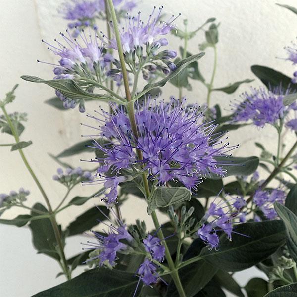 草花の苗 カリオプテリス グランブルー3.5号ポット