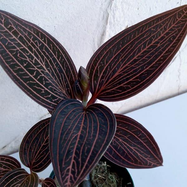 山野草の苗 ジュエルオーキッド 蘭 アノエクトチルス ロクスブルギーｕｓａ 2号ポット Buyee Buyee Jasa Perwakilan Pembelian Barang Online Di Jepang