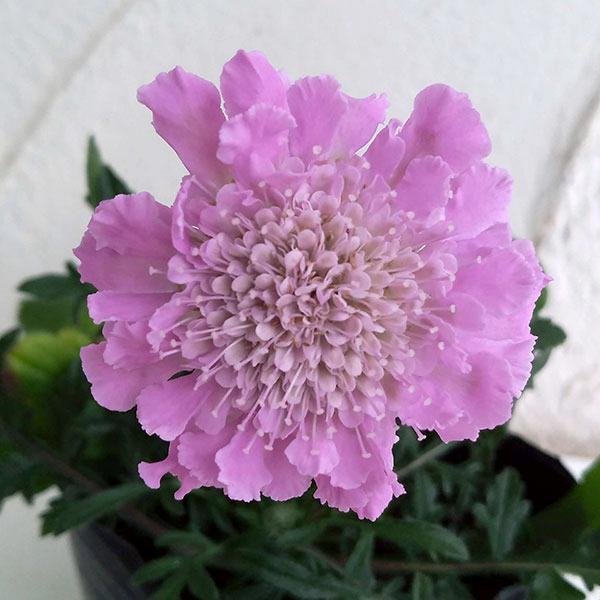 草花の苗 わい性スカビオサ ピンク3号ポット 2株セット 園芸ネット 通販 Yahoo ショッピング