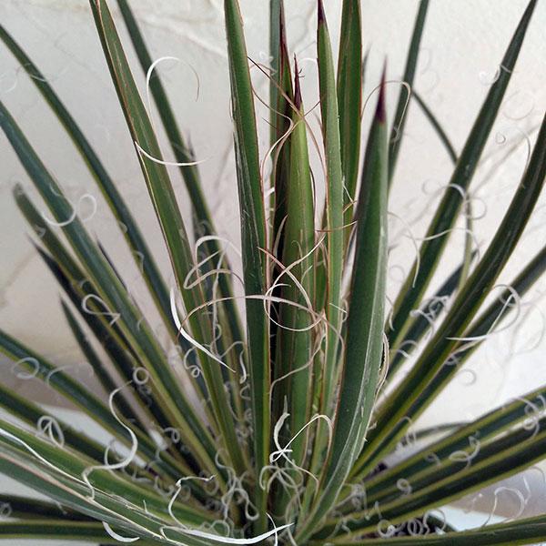 アガベ 滝の白糸錦 5号鉢植え 園芸ネットの観葉植物 送料無料 アガベ 滝の白糸錦 5号鉢植え ならショッピング ランキングや口コミも豊富なネット通販 更にお得なpaypay残高も スマホアプリも充実で毎日どこからでも気になる商品をその場でお求めいただけます