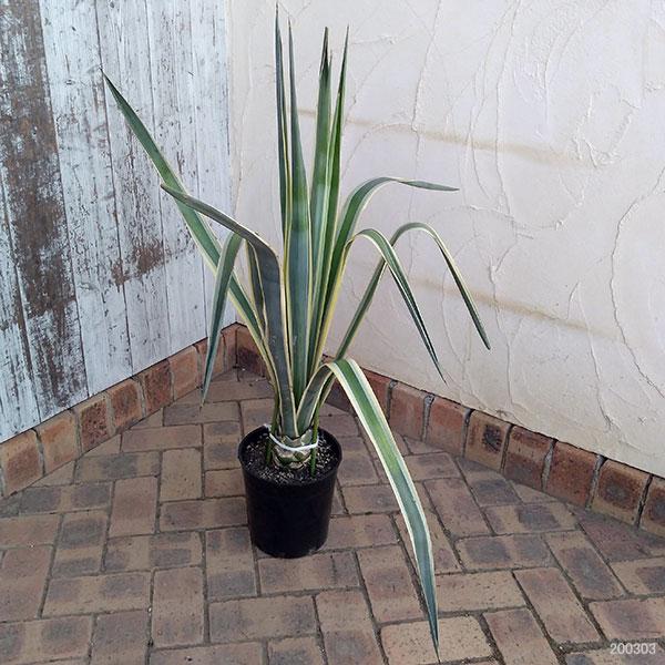 園芸ネットの観葉植物 アガベ リュウゼツラン サイザラーナ斑入り7号鉢植え 2 ならショッピング ランキングや口コミも豊富なネット通販 更にお得なpaypay残高も スマホアプリも充実で毎日どこからでも気になる商品をその場でお求めいただけます 花