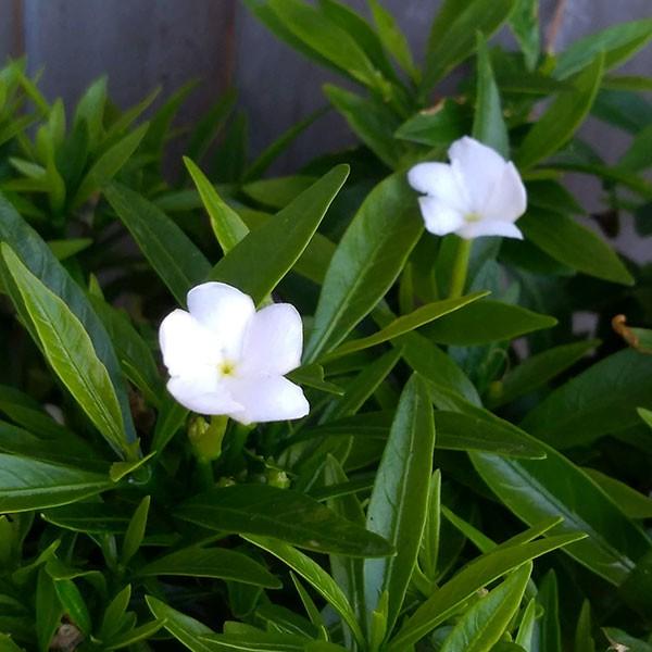 草花の苗 ジャスミン グレースジャスミン緑葉種3号ポット 1673 園芸ネット 通販 Yahoo ショッピング