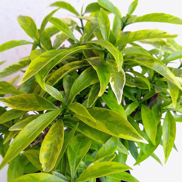 草花の苗 ジャスミン グレースジャスミン ライム葉種3号ポット 1674 園芸ネット 通販 Yahoo ショッピング