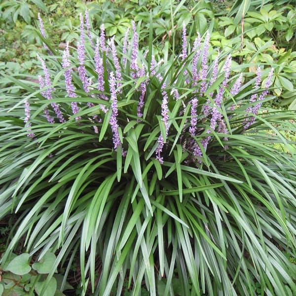 ヤブラン リリオペ 緑葉 3 5号ポット 2株セット 1631 園芸ネット 通販 Yahoo ショッピング