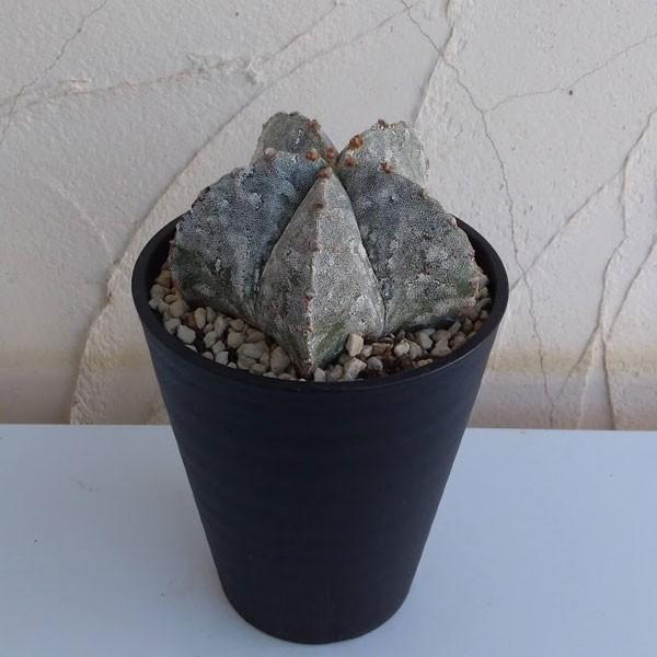 観葉植物 サボテン ランポー玉 らんぽうぎょく 5号鉢植え 2 1655 園芸ネット 通販 Yahoo ショッピング