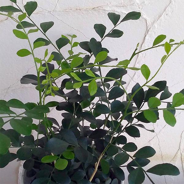 観葉植物 ゲッキツ シルクジャスミン 4 5号鉢植え 園芸ネット 通販 Yahoo ショッピング