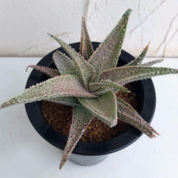 観葉植物 ドワーフアロエ交配プレミアn3 3号鉢植え 園芸ネット 通販 Yahoo ショッピング