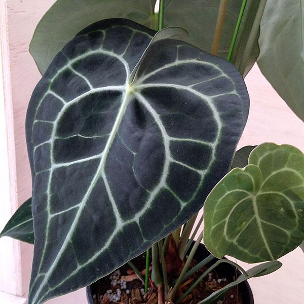 観葉植物 アンスリウム（原種） クラリネルビウム 5号鉢植え : 園芸