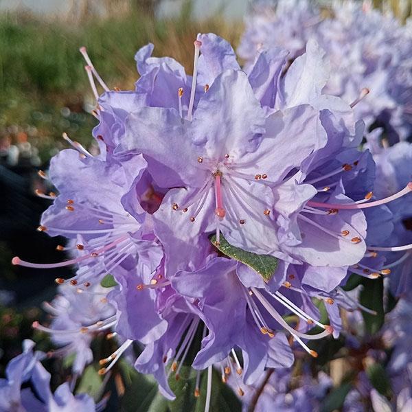 花木 庭木の苗 ツツジ（ブルー系） クレーターレイク5号ポット