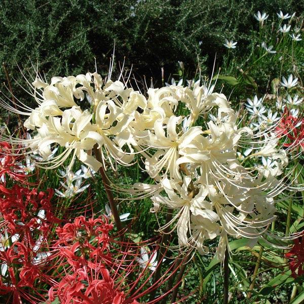 草花の苗 リコリス ヒガンバナ 彼岸花 アルビフローラ 4号ポットのレビュー クチコミとして参考になる投稿1枚 Roomclip Item