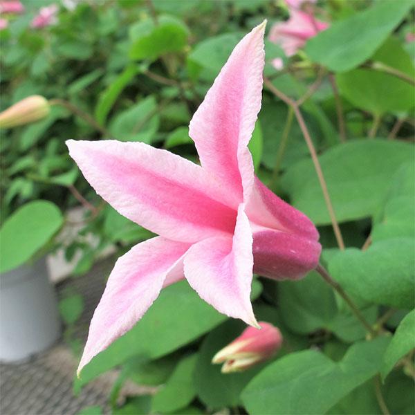 クレマチスの苗 クレマチス アイフクシマ 3 5号ポット テキセンシス系 園芸ネット 通販 Yahoo ショッピング