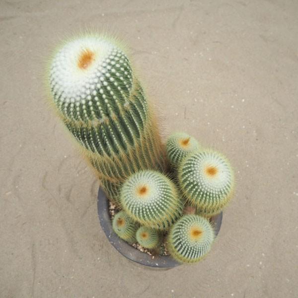 観葉植物 送料無料 サボテン 金晃丸7号鉢植え Supersport Tn