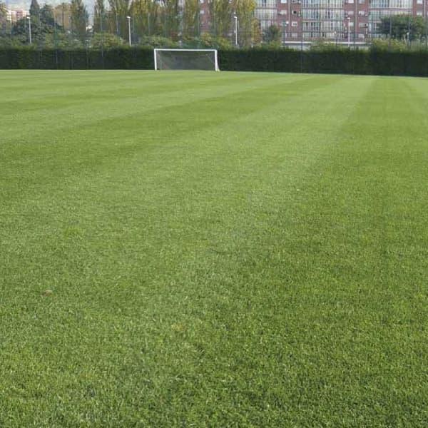 ケンタッキー ブルーグラス みんな探してる人気モノ ケンタッキー ブルーグラス