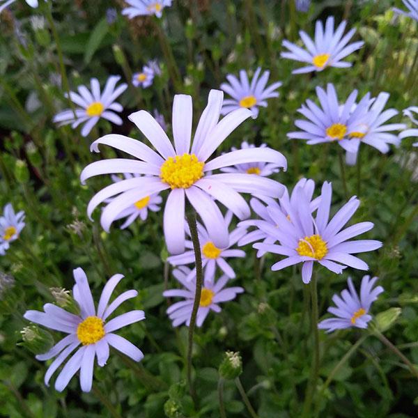 草花の苗 ブルーデージー アズールブルー3 3 5号ポット 6株セット 園芸ネット 通販 Yahoo ショッピング