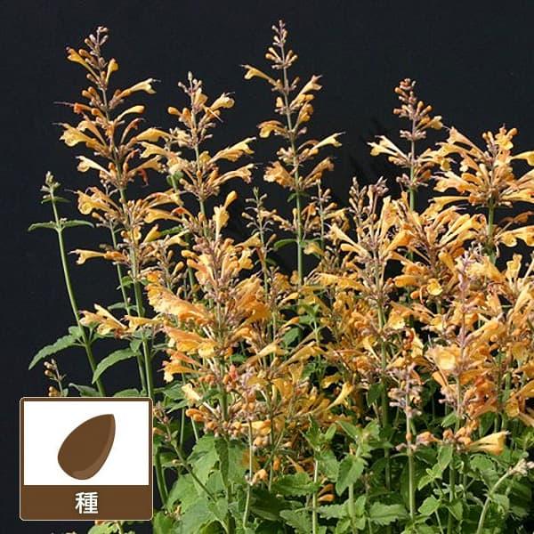 アガスターシェ ピーチ マルガリータ 園芸ネット 通販 Yahoo ショッピング