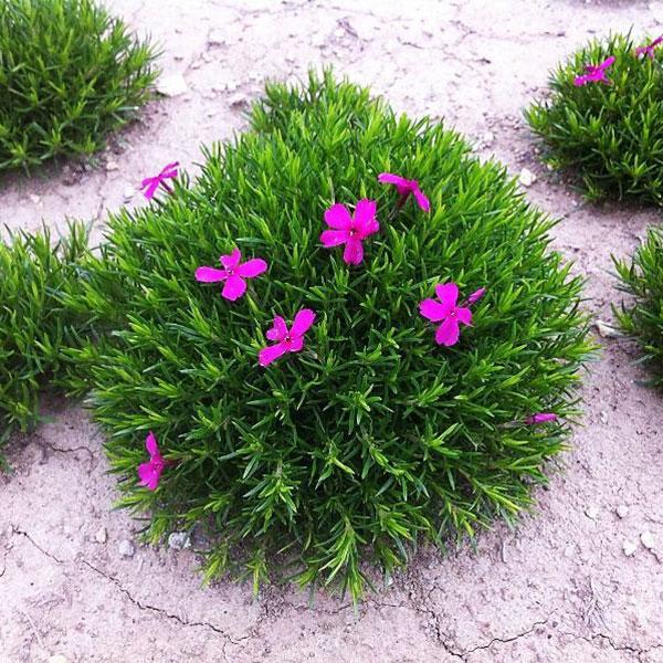 送料無料 花後がきれいな芝桜 シバザクラ ピンク3 5号ポット 花 24株セット 苗 開花終了後に地上部が枯れない グランドカバーに最適 園芸ネット