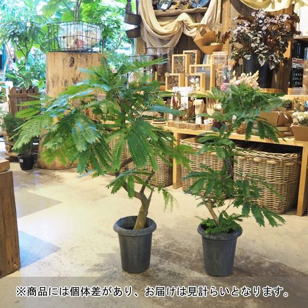 観葉植物 送料無料 エバーフレッシュ6号鉢植え Alliance Gloves Ru