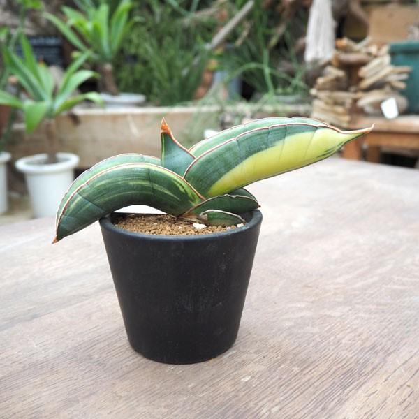 観葉植物 送料無料 サンスベリア バナナ 斑入り3 5号鉢植え 園芸ネット 通販 Yahoo ショッピング