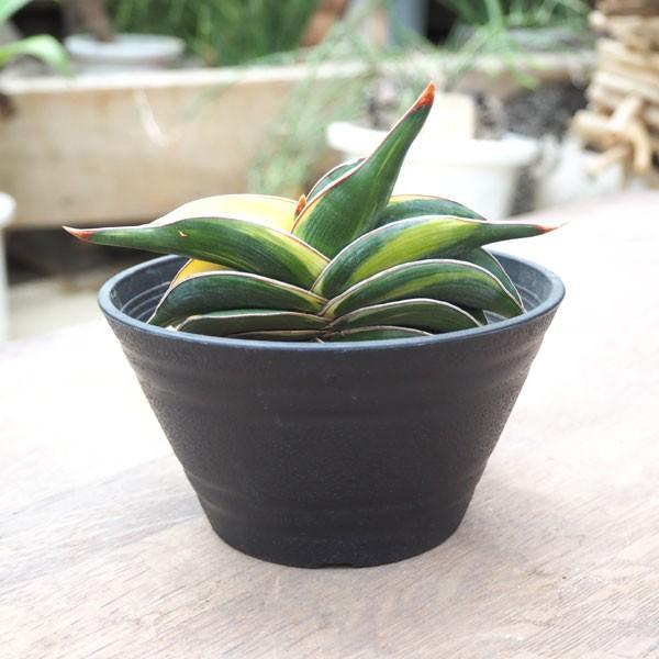 観葉植物 送料無料 サンスベリア ロリダ 斑入り5号鉢植え 観葉植物 園芸ネット
