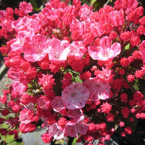 花木 庭木の苗 カルミア オスボレッド5号鉢植え 1711 園芸ネット 通販 Yahoo ショッピング